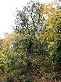 dub letn 1 - Bystrc (pamtn strom)