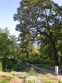 Paulovnie - arel botanick zahrady Brno (prodn zajmavost)